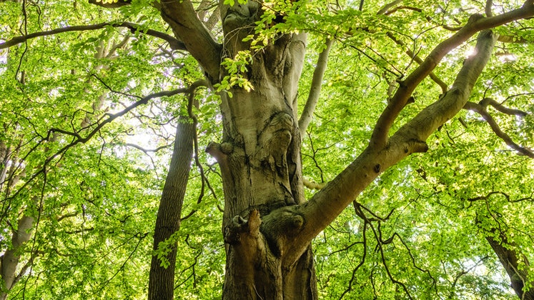 LSE Tree